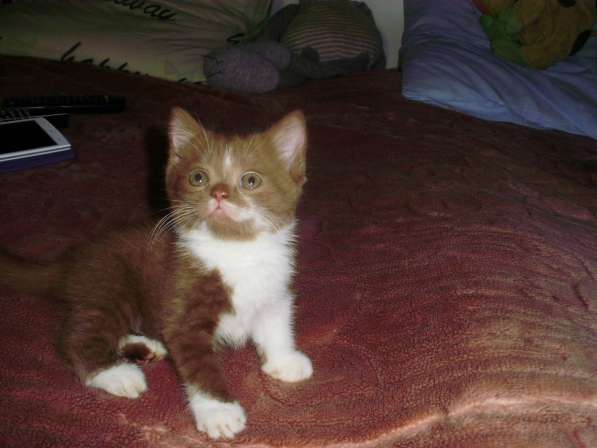 Британский котенок редкого окраса в Краснодаре фото 7