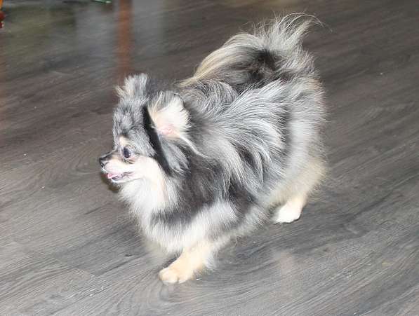 Мальчик медвежонок шпиц в Москве фото 5