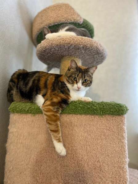 Трехцветное счастье - кошечка Мурашка ищет дом! в Москве фото 6