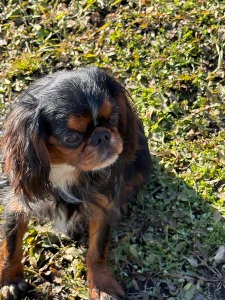 Кинг чарльз спаниель