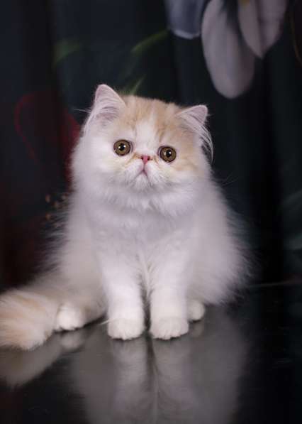 Персидский котик в Одинцово фото 5