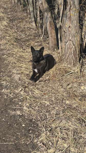 Щенки 6 месяцев помесь ВЕО в Калуге