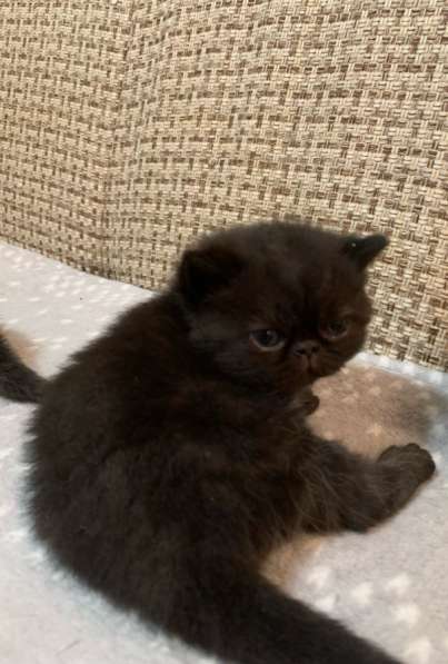 Экзотические котята в Екатеринбурге фото 5
