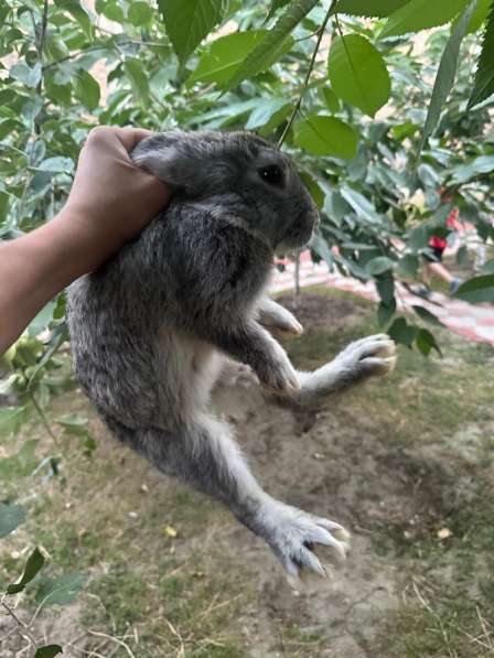 Кролики СОВЕТСКАЯ ШИНШИЛА в Хасавюрте фото 4