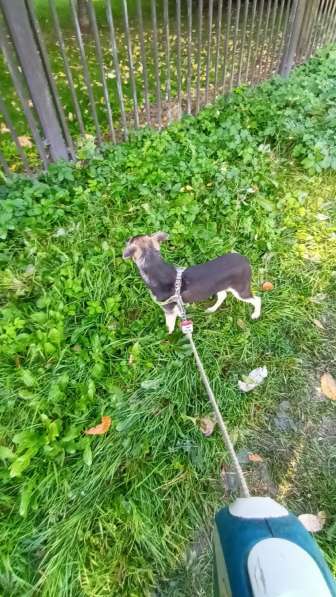 Домашний щенок от небольшой собачки в Санкт-Петербурге фото 8