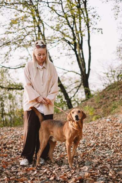 Рыжулик- метис русской гончей в добрые руки! в Москве фото 4