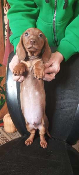 Клубные щенки рыжики в Москве фото 6