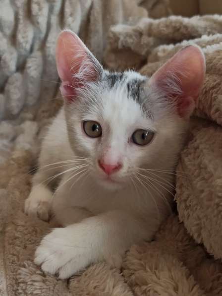 Ищет дом нежный котёнок, 2 мес