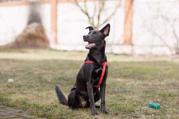 Добрый весёлый пёс Стич срочно ищет дом в фото 3