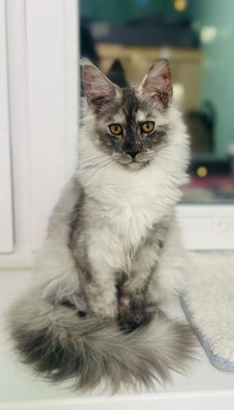 Котята мейн Кун