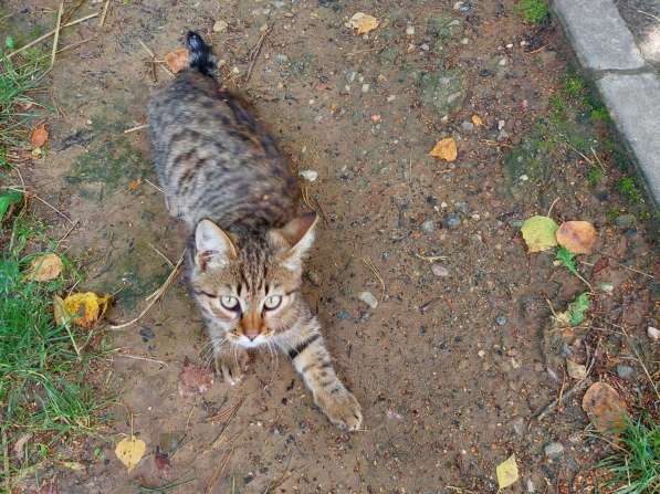 Котята срочно ищут дом в фото 6