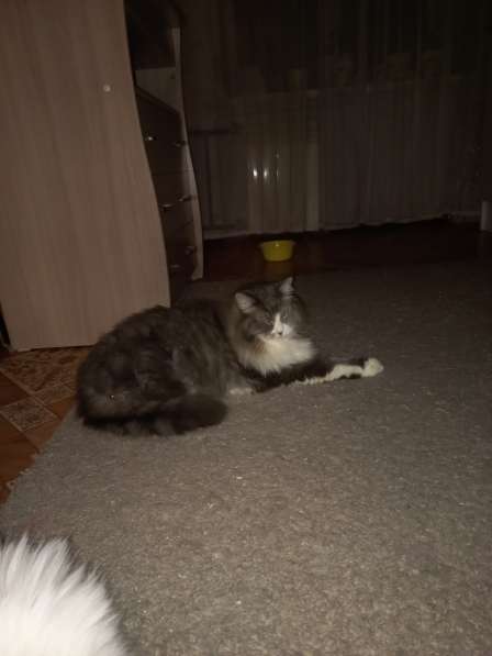 Кот сибиряк,4 года в Новосибирске фото 7