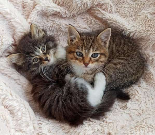 Котята в добрые руки. 1,5 мес