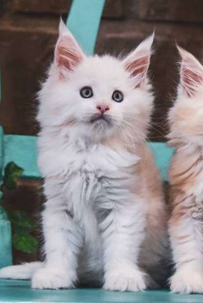 Мейн-кун котенок девочка