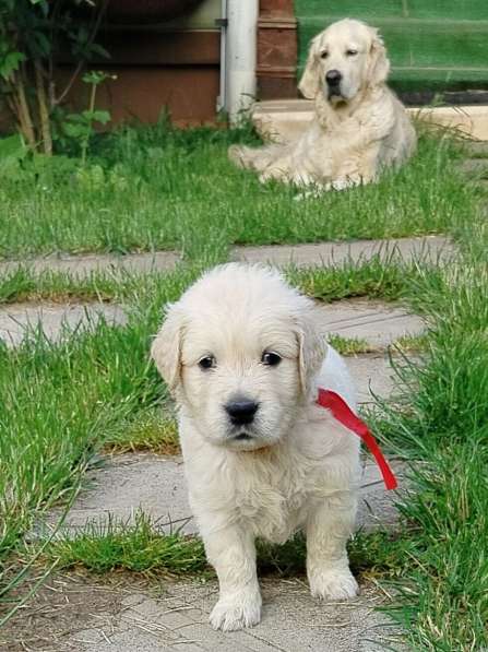 Щенки золотистого ретривера в Москве фото 7