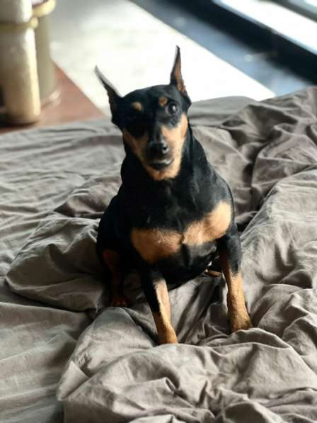 Цвергпинчер в добрые руки