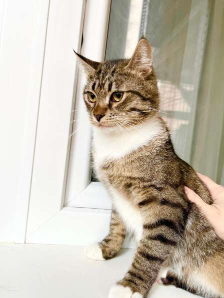 Молоденький полосатый котик Арчи в добрые руки в Москве фото 8