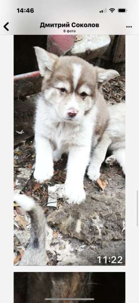 Щенки в Сибае фото 4