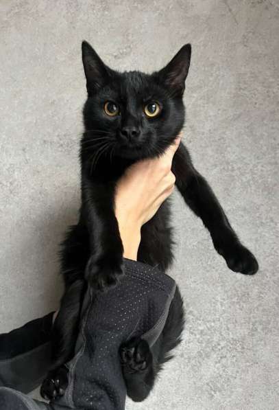 Черные котята в добрые руки