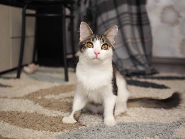 Луис — котёнок-компаньон ищет дом в Москве фото 4