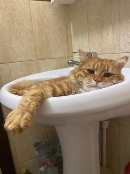 Отдам котика в Балашихе