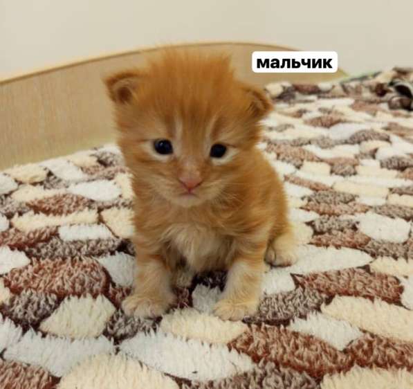 Котята Мейн-Кун в Старой Руссе фото 8