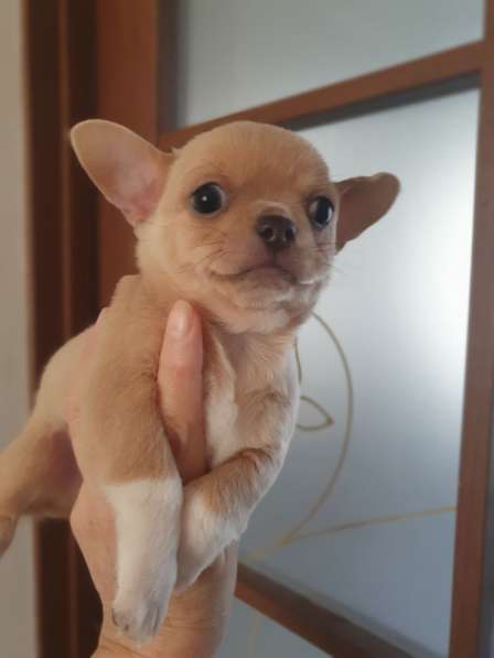 Chihuahua. Mini boy's