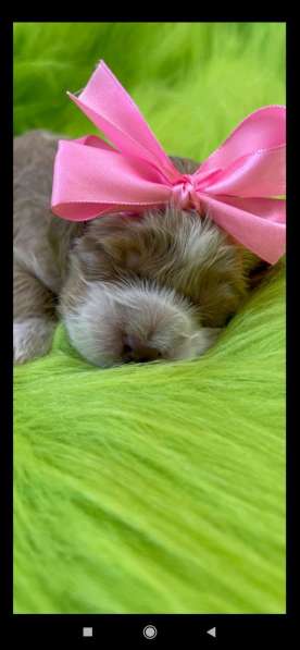 Щенки мальтипу