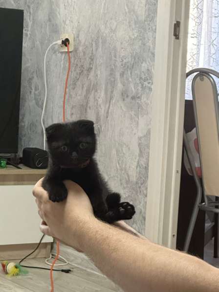 Котенок в Москве