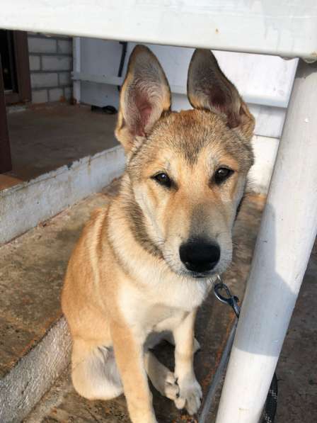 Щенок в добрые руки в Санкт-Петербурге