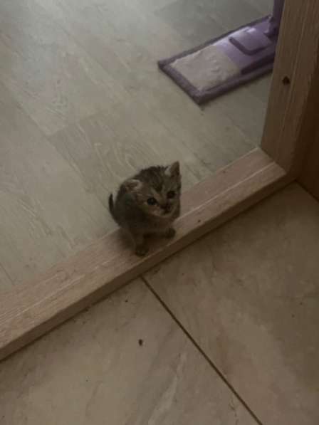Котенок в Анапе фото 5