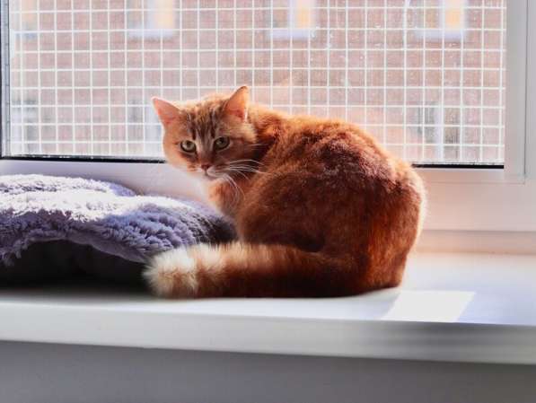 Рыжая красотка с характером срочно ищет дом! в Москве фото 8