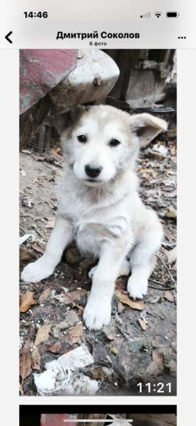 Щенки в Сибае