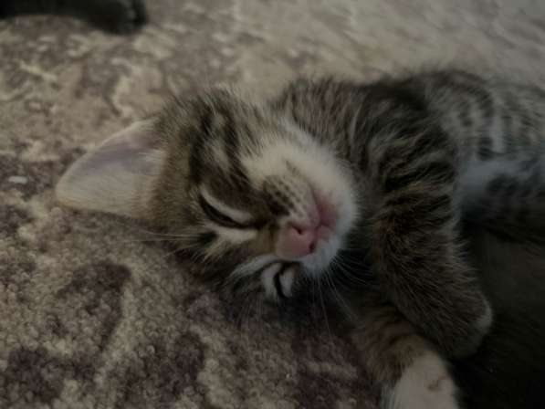 Котята 1 мес в Астрахани фото 3