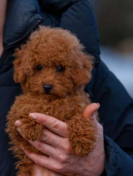 Poodle. Red brown girl
