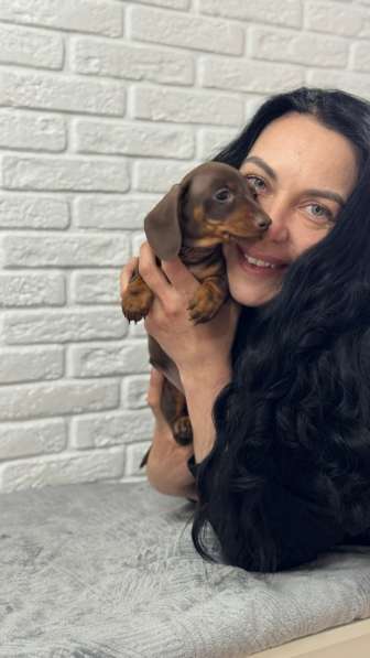 Кроличья такса девочка