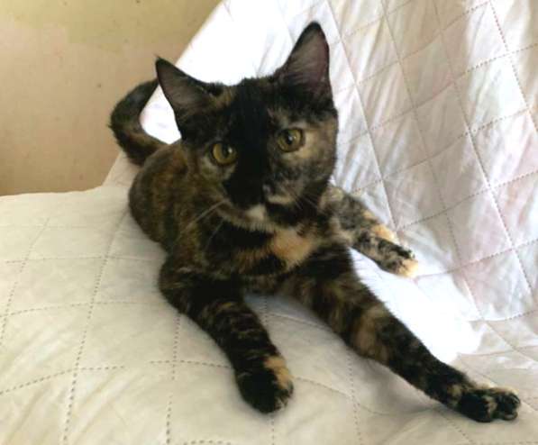 Кошка в добрые руки. Янтарная Оливия в Калуге фото 18