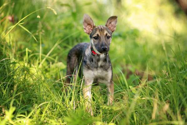 Щенки — маленькие метисы лабрадора в Москве фото 8