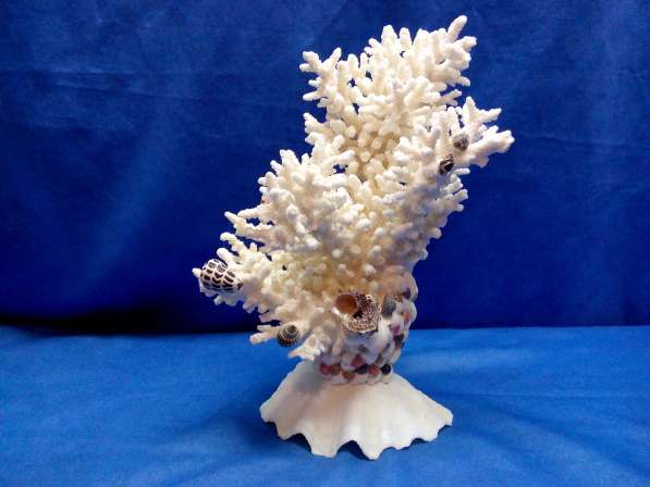 Коралл-ветка 27 - ракушка раковина