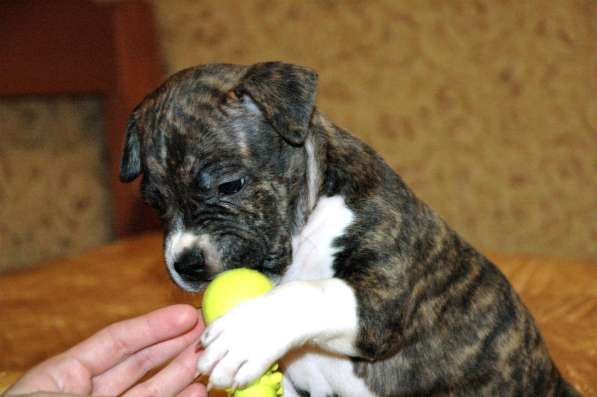 Щенки американского стаффордширского терьера в Санкт-Петербурге фото 3