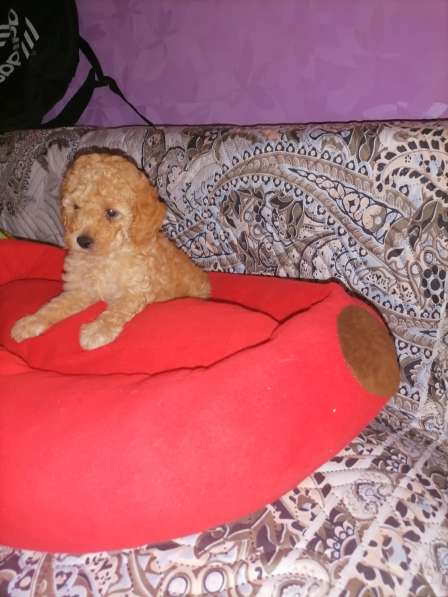 Мальчик пудель в Москве фото 4