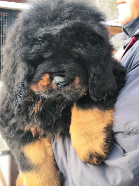 Щенки Тибетского мастифа. 100 Китай в Дмитрове фото 16