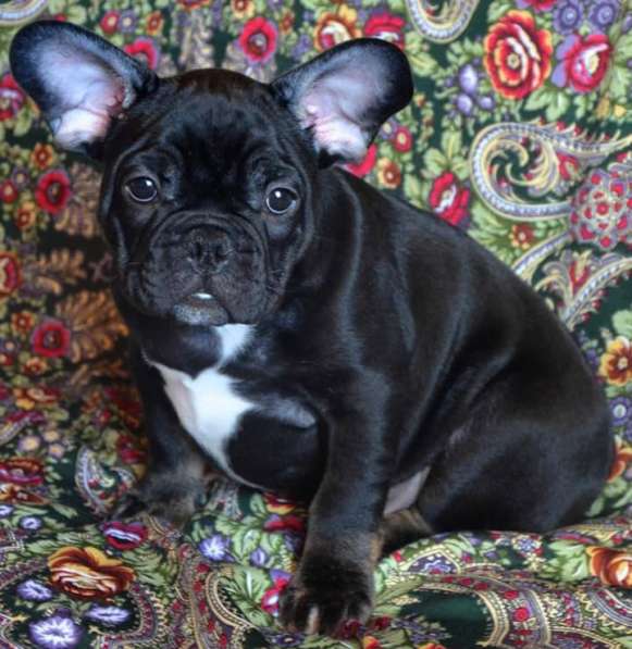 Французский бульдог (Мальчик) в Москве фото 3