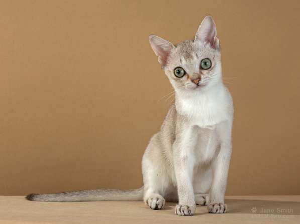 Котята породы Сингапура из питомника БИБИГОН в Москве фото 6