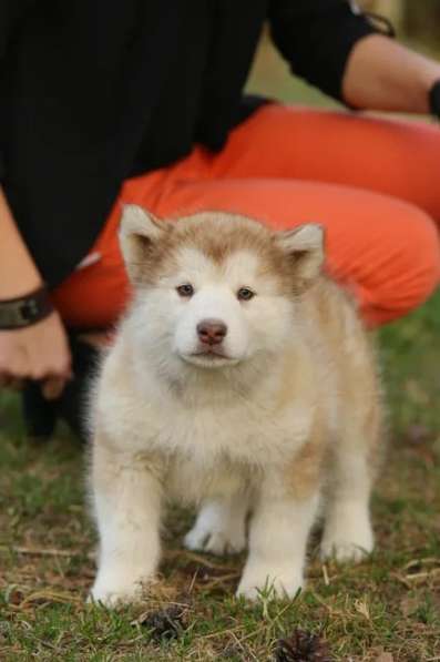 Щенки аляскинского маламута в Москве фото 3