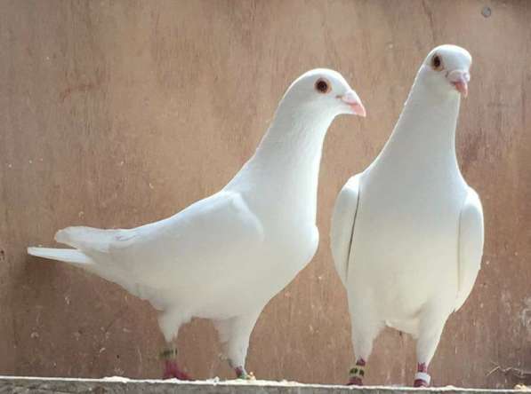 Продаю белых спортивных голубей расы Frank Scherens & Louis в Москве фото 3