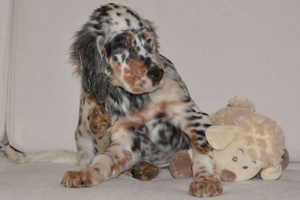 Английский сеттер щенки из элитного питомника в Москве фото 141