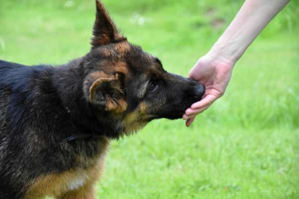 Дрессировка собак всех пород в Зеленограде фото 9