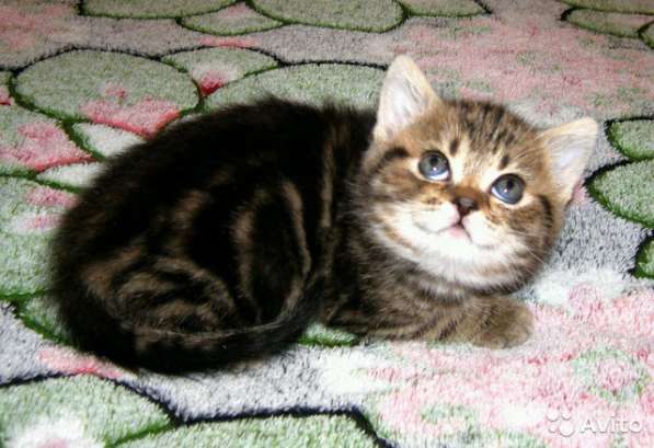 Котята -вислоухие и прямоухие в Костроме фото 5