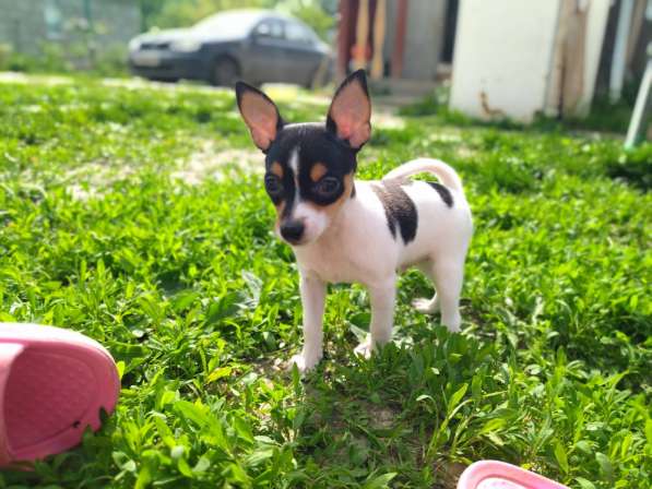 Американский тойфокс терьер в Москве фото 4